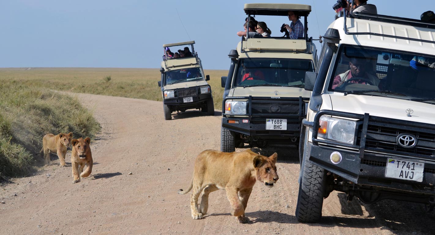 Students observing female lions running along the road from their vehicles